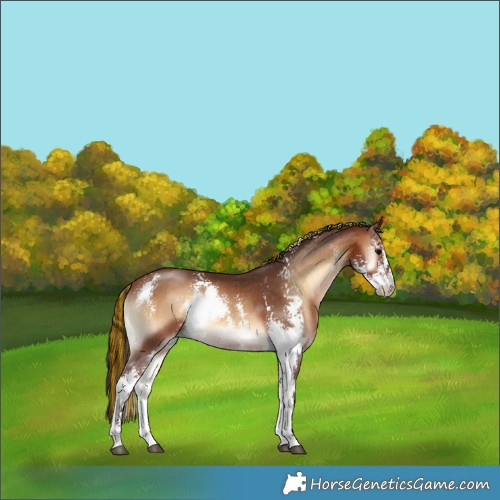 Horse Color:Painted Bay Onyx Sabino 