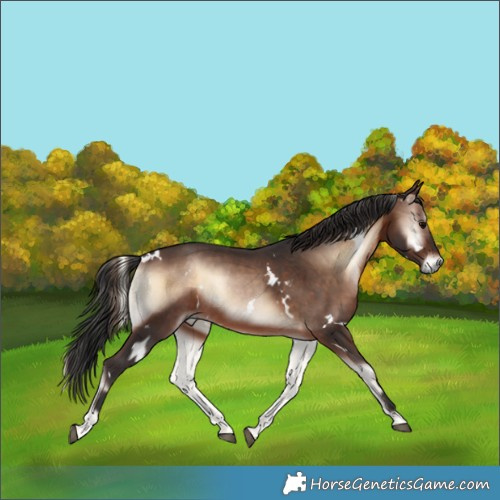 Horse Color:White Spotted Brown Onyx 