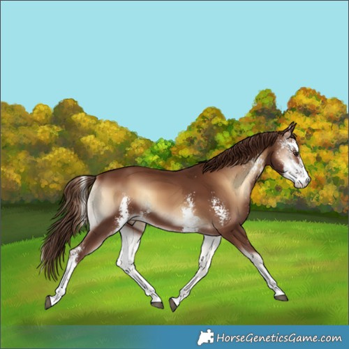 Horse Color:Red Onyx Sabino 