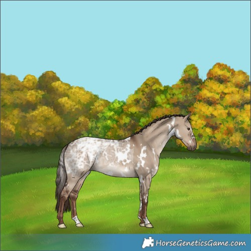 Horse Color:White Spotted Liver Red Dun Ice 