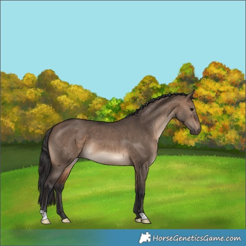 Horse Color:Brown Dun 