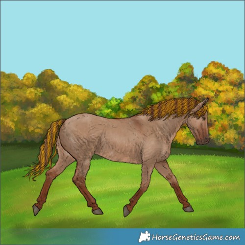 Horse Color:Painted Red Dun 