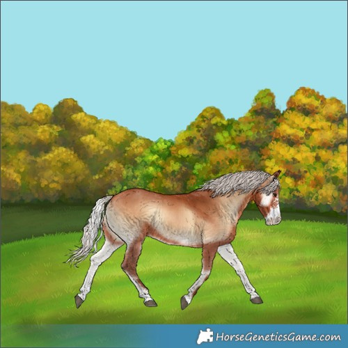 Horse Color:Silver Bay Onyx Sabino 