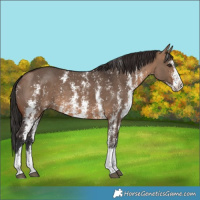 Horse Color:Brown Dun Sabino Splash 