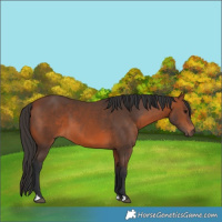 Horse Color:Bay 