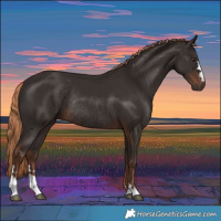 Horse Color:Liver Chestnut Rabicano 