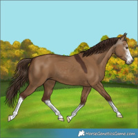 Horse Color:Gray White Spotted Red Dun 