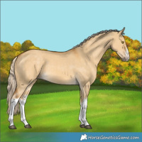 Horse Color:White Spotted Palomino Dun 