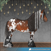 Horse Color:White Spotted Bay 