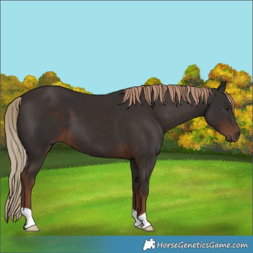 Horse Color:Liver Chestnut 