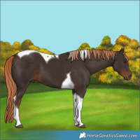 Horse Color:Liver Chestnut Tobiano 