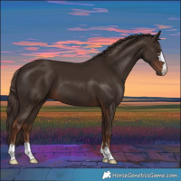 Horse Color:Liver Chestnut 