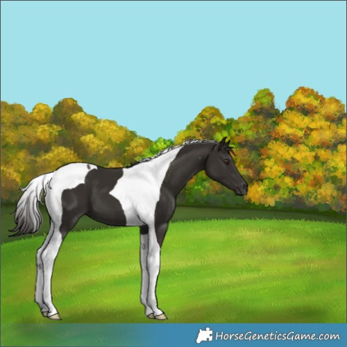 Horse Color:Liver Chestnut Tobiano 