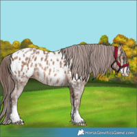 Horse Color:Amber Champagne Sabino Tobiano Near Leopard  and Amber Champagne Sabino Tobiano Near Leopard 
