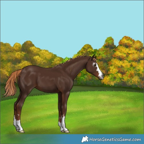 Horse Color:Gray Chestnut 