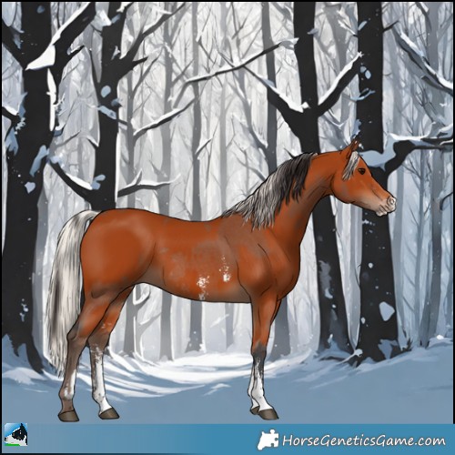 Horse Color:Bay Sabino Rabicano  and Silver Bay Sabino Rabicano 