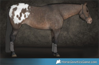 Horse Color:Brown Dun Appaloosa Brindle 