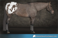 Horse Color:Brown Dun Blanket Brindle 