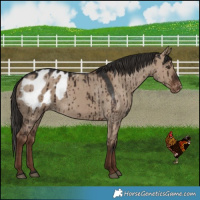 Horse Color:Liver Red Dun Appaloosa Brindle