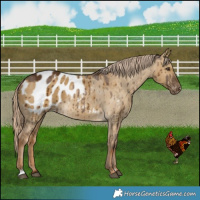 Horse Color:Chocolate Palomino Dun Blanket Brindle 