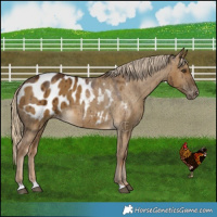 Horse Color:Chocolate Palomino Dun Blanket Brindle 