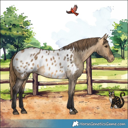 Horse Color:Buckskin Dun Appaloosa