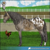 Horse Color:Buckskin Dun Appaloosa Brindle