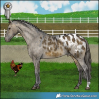 Horse Color:Buckskin Dun Appaloosa Brindle