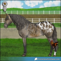 Horse Color:Buckskin Dun Appaloosa Brindle 