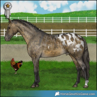 Horse Color:Buckskin Dun Appaloosa Brindle
