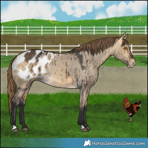 Horse Color:Buckskin Dun Blanket Brindle 