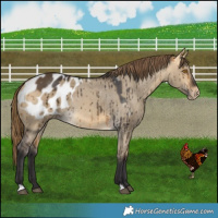 Horse Color:Buckskin Dun Blanket Brindle 