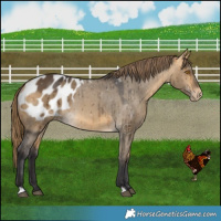 Horse Color:Buckskin Dun Appaloosa Brindle
