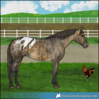 Horse Color:Buckskin Dun Blanket Brindle 