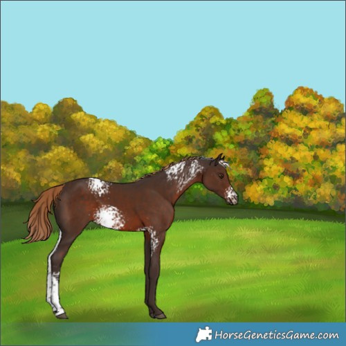 Horse Color:White Spotted Liver Chestnut 