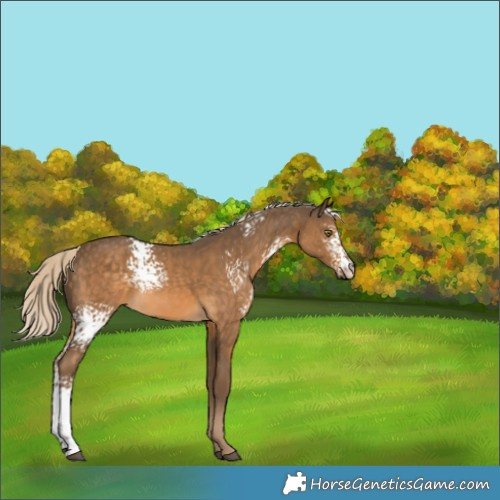 Horse Color:White Spotted Chocolate Palomino Rabicano 