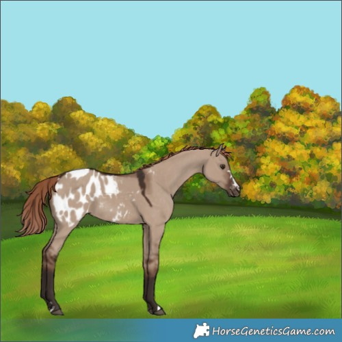 Horse Color:Liver Red Dun Appaloosa 