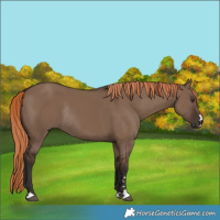 Horse Color:Liver Red Dun Rabicano 