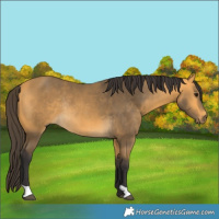 Horse Color:Buckskin Rabicano 