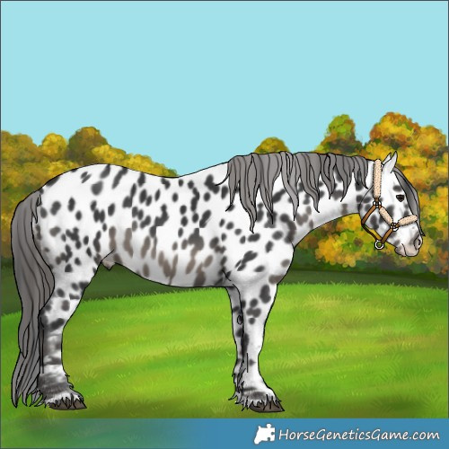 Horse Color:Black Near Leopard