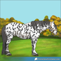 Horse Color:Black Appaloosa 