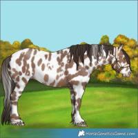 Horse Color:White Spotted Sable Champagne Leopard
