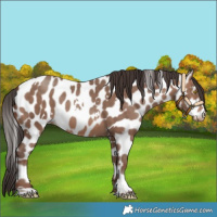 Horse Color:White Spotted Sable Champagne Appaloosa