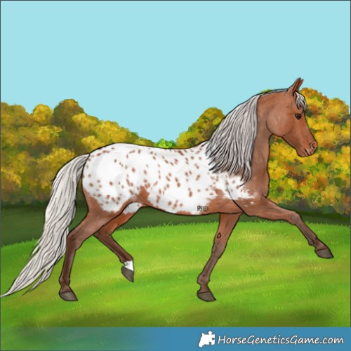 Horse Color:Silver Bay Appaloosa 