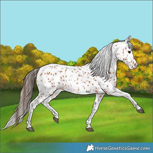 Horse Color:Bay Appaloosa Rabicano 