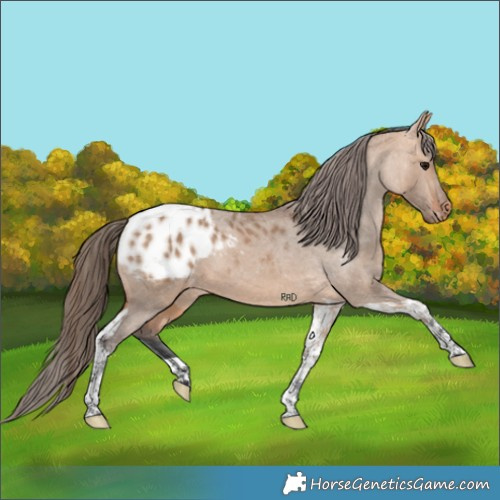 Horse Color:Bay Dun Tobiano Appaloosa 