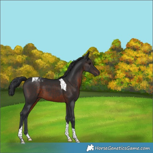 Horse Color:Brown Tobiano 