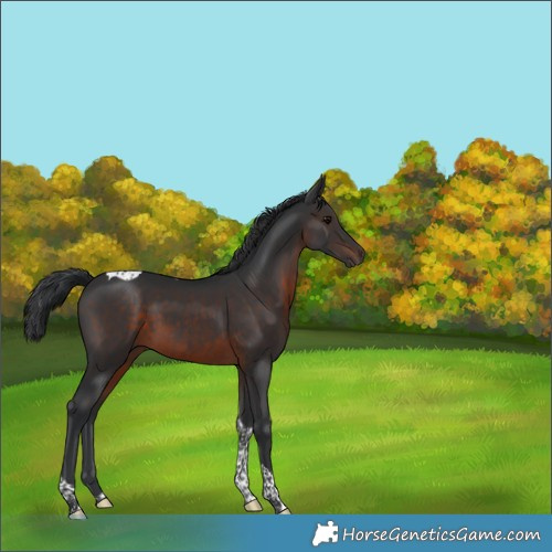 Horse Color:Brown Tobiano 