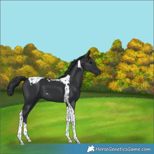 Horse Color:Black Tobiano 