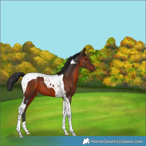 Horse Color:Brown Tobiano 